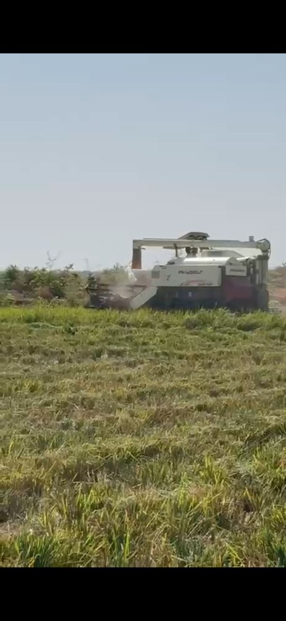 A combine harvester working through a rice field during the ThreshWorks field visit