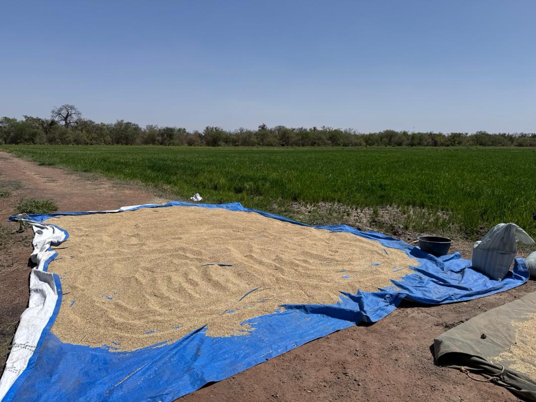 Harvested rice grains drying on a tarp beside the green rice fields in Jahally