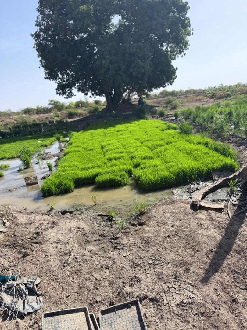 Rice seedling nursery in a flooded paddy at one of the farms visited by ThreshWorks